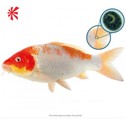 NT Labs Koi Care - Formaldehyde NT Labs Koi Care - Formaldehyde