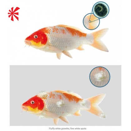 NT Labs Koi Care - FMG Mixture NT Labs Koi Care - FMG Mixture