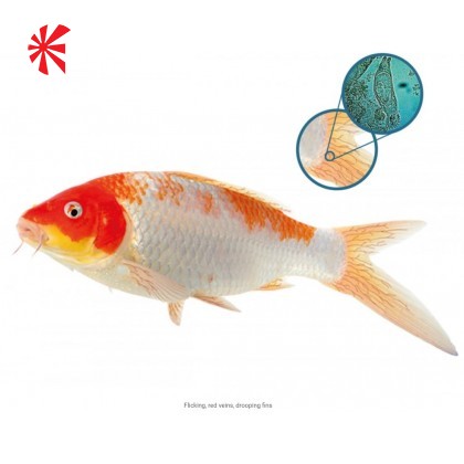 NT Labs Koi Care - Flukasol NT Labs Koi Care - Flukasol