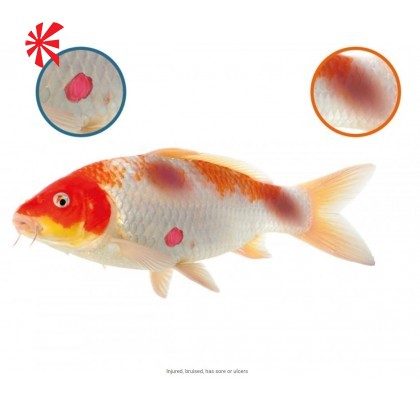 NT Labs Koi Care - Paramedic Kit NT Labs Koi Care - Paramedic Kit