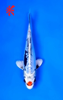 Ref 1010 - Tancho Kikokuryu - SOLD Ref 1010 - Tancho Kikokuryu - SOLD