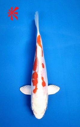 Ref 1011 - Kikusui Ref 1011 - Kikusui