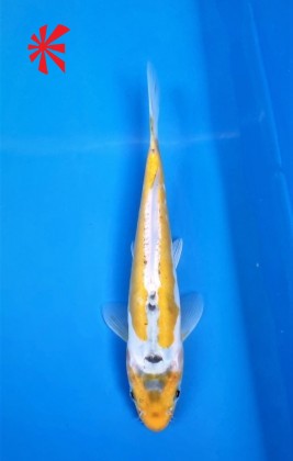 Ref 1012 - Ayawakaba Ref 1012 - Ayawakaba