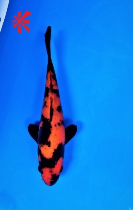 Ref 1015 - Hi Utsuri - SOLD Ref 1015 - Hi Utsuri - SOLD