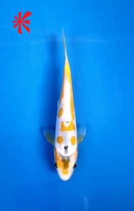 Ref 1016 - Ayawakaba - SOLD Ref 1016 - Ayawakaba - SOLD