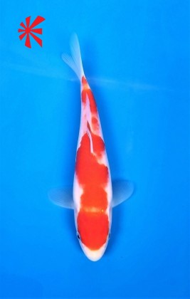 Ref 1019 - Kohaku - SOLD Ref 1019 - Kohaku - SOLD