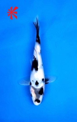 Ref 1020 - Shiro Utsuri - SOLD Ref 1020 - Shiro Utsuri - SOLD