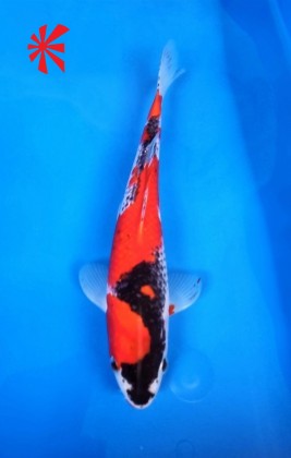 Ref 1023 - Goshiki Ref 1023 - Goshiki