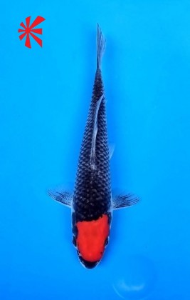 Ref 1024 - Tancho Goshiki - SOLD Ref 1024 - Tancho Goshiki - SOLD