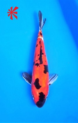 Ref 1026 - Doitzu Showa Ref 1026 - Doitzu Showa