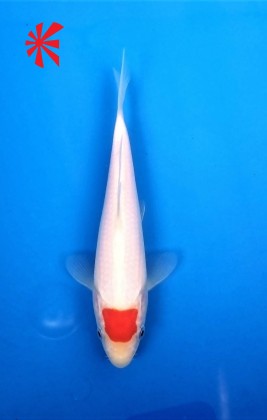 Ref 1028 - Tancho Kohaku - SOLD Ref 1028 - Tancho Kohaku - SOLD