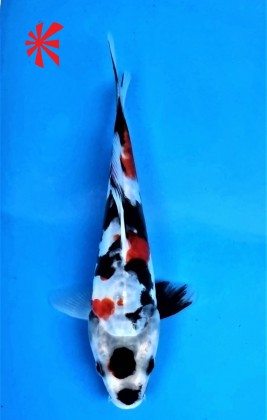 Ref 1029 - Maruten Doitsu Showa - SOLD Ref 1029 - Maruten Doitsu Showa - SOLD