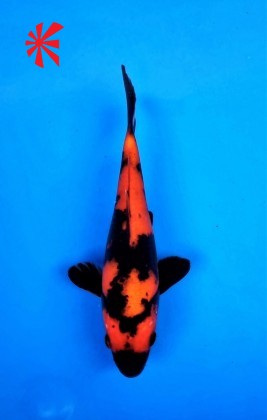 Ref 1031 - Hi Utsuri - SOLD Ref 1031 - Hi Utsuri - SOLD