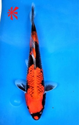 Ref 1032 - Goshiki - SOLD Ref 1032 - Goshiki - SOLD