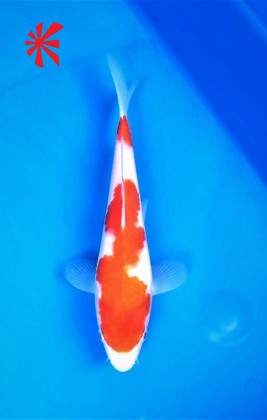 Ref 1035 - Kohaku - SOLD Ref 1035 - Kohaku - SOLD