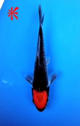 Ref 1036 - Tancho Goshiki - SOLD Ref 1036 - Tancho Goshiki - SOLD