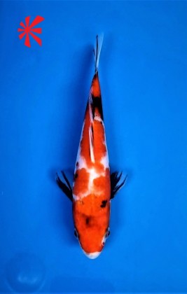 Ref 1039 - Hi Showa Ref 1039 - Hi Showa