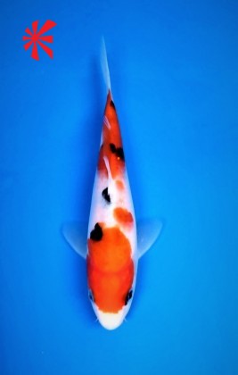 Ref 1040 - Sanke - SOLD Ref 1040 - Sanke - SOLD