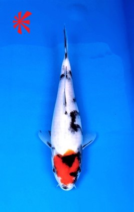 Ref 1041 - Tancho Showa - SOLD Ref 1041 - Tancho Showa - SOLD