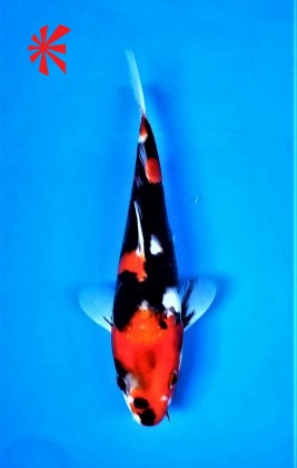 Ref 1042 - Showa - SOLD Ref 1042 - Showa - SOLD