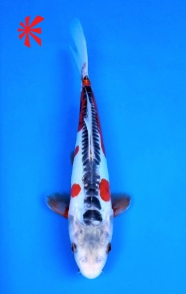 Ref 1043 - Shusui - SOLD Ref 1043 - Shusui - SOLD