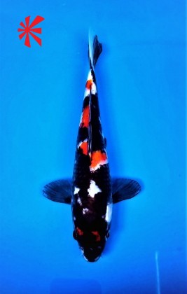 Ref 1044 - Showa - SOLD Ref 1044 - Showa - SOLD