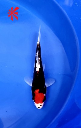 Ref 1048 - Maruten Beni Kumonryu - SOLD Ref 1048 - Maruten Beni Kumonryu - SOLD