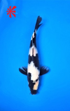 Ref TA046 Shiro Utsuri - SOLD Ref TA046 Shiro Utsuri - SOLD