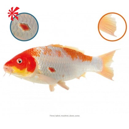 NT Labs Koi Care - Ulcer Swab NT Labs Koi Care - Ulcer Swab
