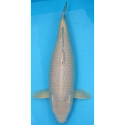 Ogata Koi Premium Box Ogata Koi Premium Box