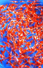 Ogata Koi Premium Selection 5-6" x 10 Koi Ogata Koi Premium Selection 5-6" x 10 Koi