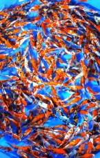 Ogata Koi Premium Selection 5-6" x 10 Koi Ogata Koi Premium Selection 5-6" x 10 Koi