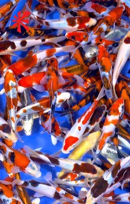Ogata Koi Premium Selection 7-8" x 5 Koi Ogata Koi Premium Selection 7-8" x 5 Koi