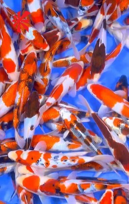 Ogata Koi Premium Selection 7-8" x 5 Koi Ogata Koi Premium Selection 7-8" x 5 Koi