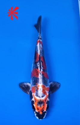 Ref TA005 Kikokuryu Ref TA005 Kikokuryu