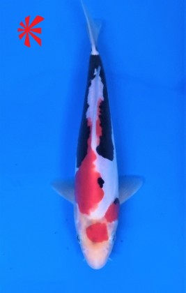 Ref TA010 Maruten Beni Kumonryu Ref TA010 Maruten Beni Kumonryu