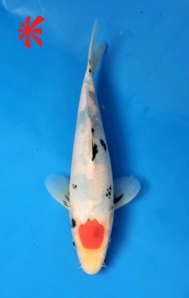 Ref TA015 Tancho Sanke Ref TA015 Tancho Sanke