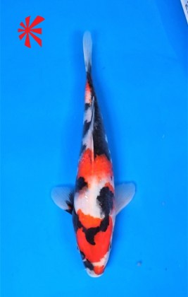 Ref TA016 Showa Ref TA016 Showa