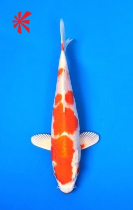 Ref TA021 Kuchibeni Harawaki Ref TA021 Kuchibeni Harawaki