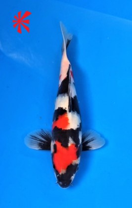 Ref TA023 Showa Ref TA023 Showa