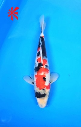 Ref TA033 Showa Ref TA033 Showa