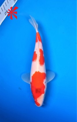 Standard Grade Koi 8-10 inches - 10 Fish - Best Prices on