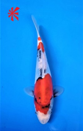 Ref TA038 Doitsu Showa Ref TA038 Doitsu Showa