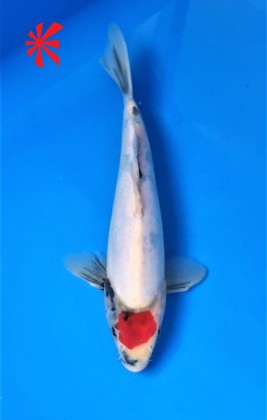 Ref TA042 Doitsu Tancho Showa Ref TA042 Doitsu Tancho Showa